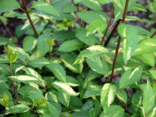 Forsythia intermedia 'Variegata'